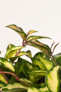 ZURA Hoya Carnosa Tricolor