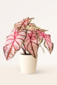 ZURA Caladium Pink Beauty