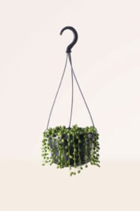 ZURA Senecio Rowleyanus