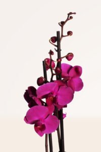 ZURA Orquídea Violeta