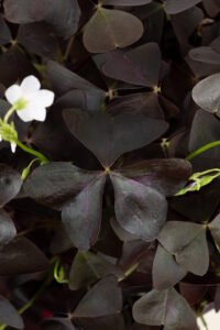 ZURA Oxalis Triangularis