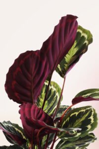 ZURA Calathea Medallion