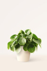 ZURA Pilea Peperomioides