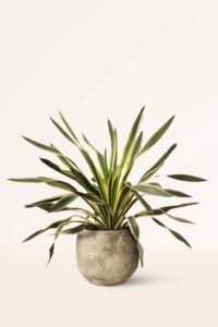 ZURA Yucca Gloriosa