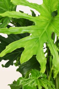 ZURA Philodendron Paraguayo