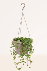 ZURA Pilea Llama Plata