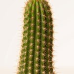 ZURA Cactus Trichocereus Chihuahuensis