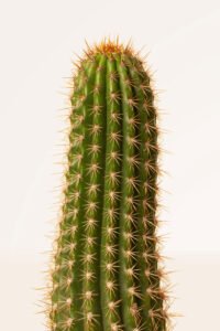 ZURA Cactus Trichocereus Chihuahuensis