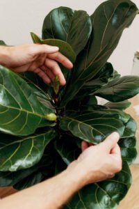 ZURA Aeschynanthus Mona Lisa_5Ficus Lyrata Copa
