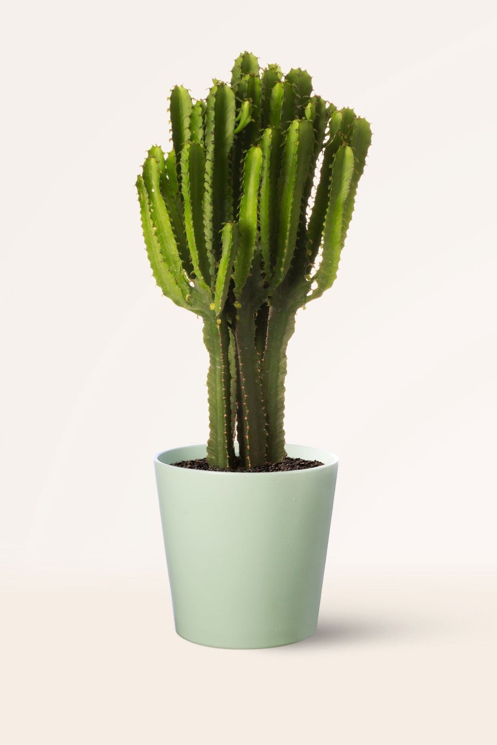 ZURA Euphorbia Triangularis