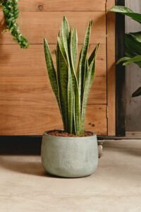 ZURA Sansevieria Trifasciata