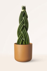 ZURA Sansevieria Cylindrica Trenzada