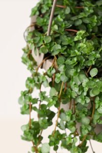ZURA Pilea Llama Plata