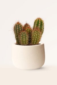 ZURA Cactus Trichocereus SP