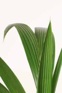 ZURA Cocotero o Cocos Nucifera