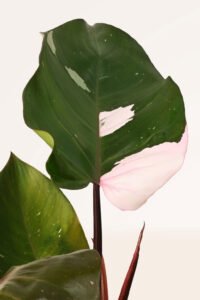 ZURA Philodendron Pink Princess