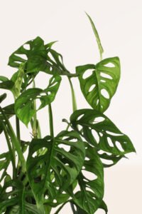 ZURA Monstera Adansonii XL
