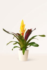 ZURA Vriesea Amarilla