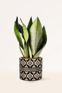 ZURA Sansevieria Moonshine