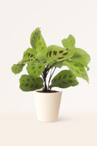 ZURA Maranta Kerchoveana