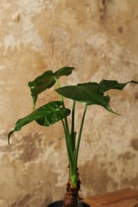 ZURA Alocasia Cucullata