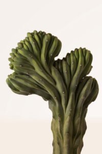 ZURA Myrtillocactus Geometrizans Crestata