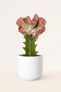 ZURA Euphorbia Lactea Cristata