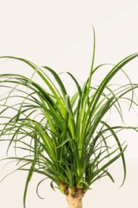 ZURA Beaucarnea Recurvata
