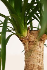 ZURA Beaucarnea Recurvata