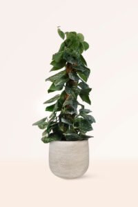 ZURA Scindapsus Pictus XL