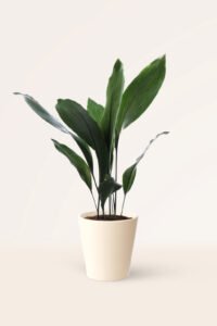 ZURA Aspidistra
