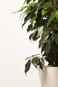 ZURA Ficus Benjamina Danielle