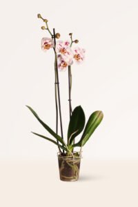 ZURA Orquídea Blanca Moteada