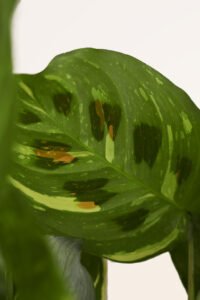 ZURA Maranta Kerchoveana Variegata