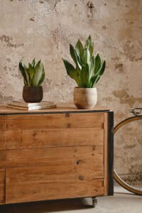 ZURA Sansevieria Moonshine