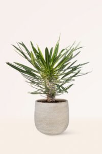 ZURA Palmera de Madagascar