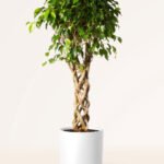 ZURA Ficus Benjamina Exótica Copa