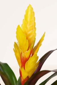 ZURA Vriesea Amarilla
