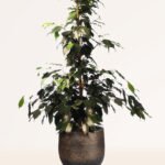 ZURA Ficus Benjamina Danielle