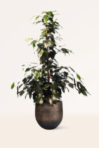 ZURA Ficus Benjamina Danielle
