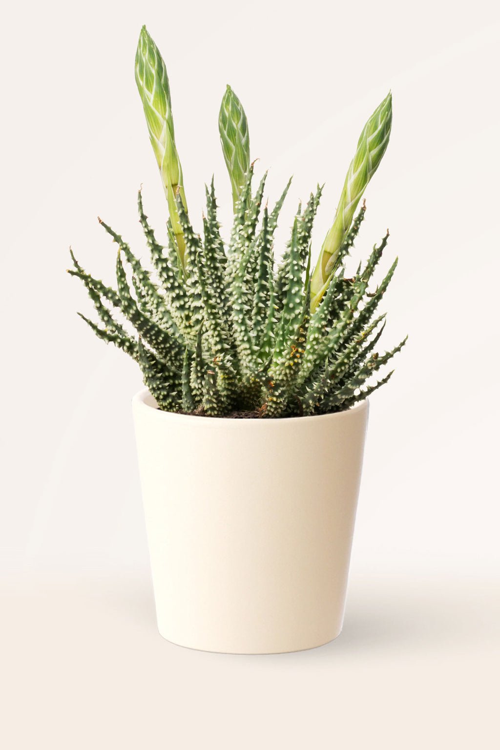 ZURA Aloe humilis Safari Maria