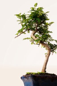 ZURA Bonsái Zanthoxylum 6 años