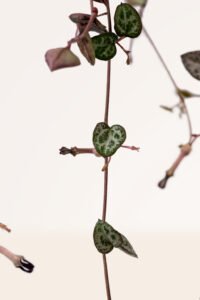 ZURA Ceropegia Woodii