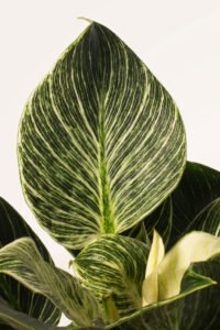 ZURA Philodendron Birkin