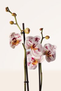 ZURA Orquídea Blanca Moteada