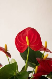 ZURA Anthurium