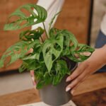 ZURA Monstera Adansonii