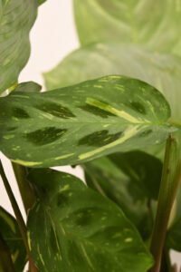ZURA Maranta Kerchoveana Variegata