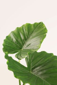 ZURA Alocasia California