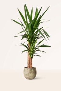 ZURA Yucca Elephantipes